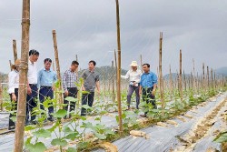 Phát triển mô hình trồng dưa chuột liên kết mở hướng nông nghiệp bền vững