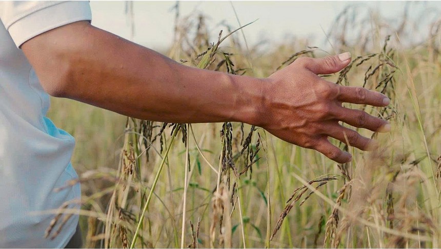 Tuy Ea Súp sở hữu nguồn nguyên liệu lúa đặc sản, nhưng sự thiếu hiểu biết của một số hộ dân về canh tác bền vững, vô tình dẫn đến tình trạng lạm dụng phân bón hóa học, gây suy giảm chất lượng và giá trị Tuy Ea Súp sở hữu nguồn nguyên liệu lúa đặc sản, nhưng sự thiếu hiểu biết của một số hộ dân về canh tác bền vững, vô tình dẫn đến tình trạng lạm dụng phân bón hóa học, gây suy giảm chất lượng và giá trị