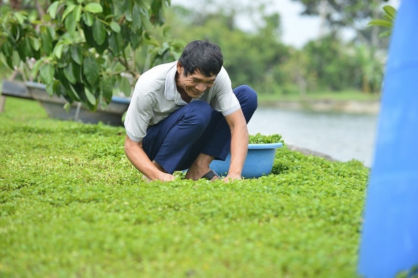 Rau má Thọ Long mở lối đi mới cho nông sản xứ Thanh