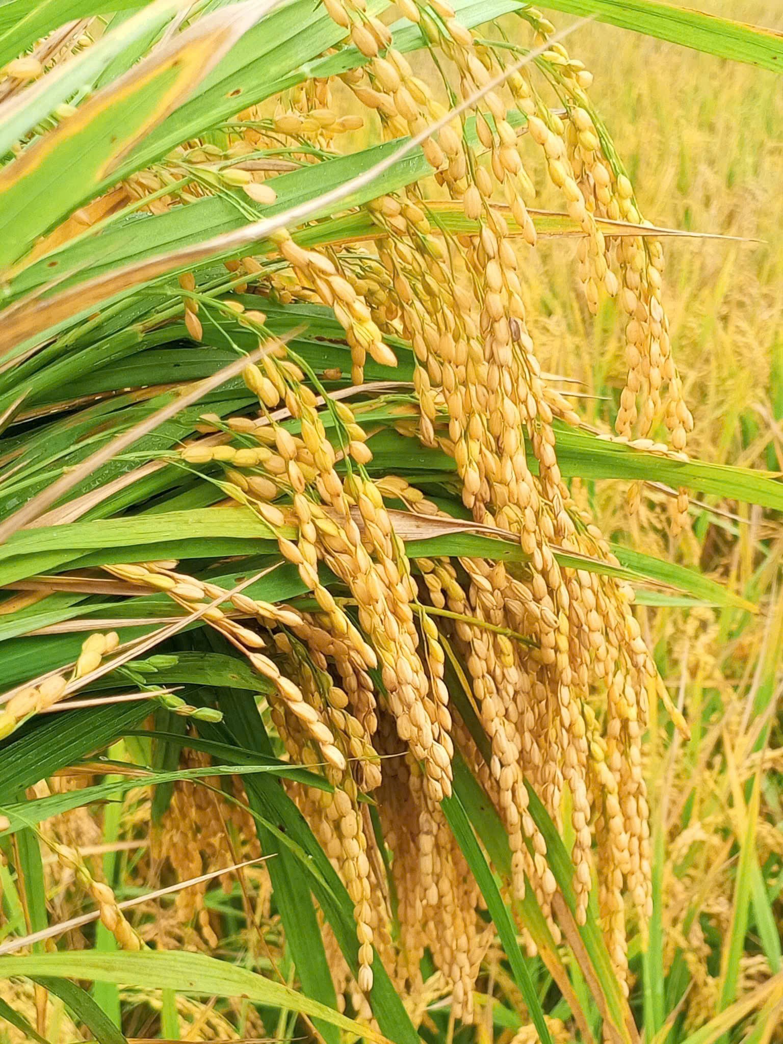 “Hạt ngọc” trên đất Mường Phăng lịch sử