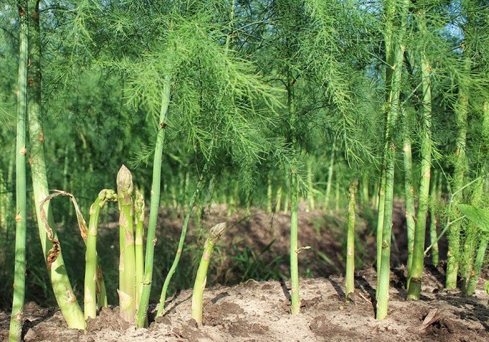 Bảo hộ thương hiệu măng tây xanh Tuấn Tú sản phẩm OCOP 3 sao