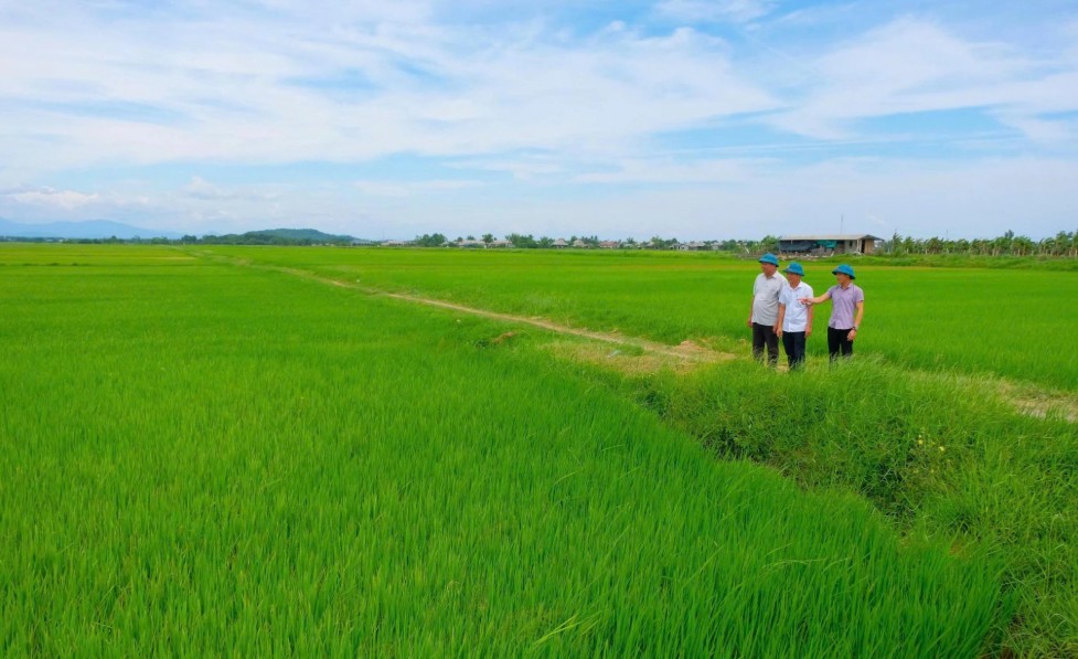 Đặng Xá khẳng định thương hiệu từ mô hình lúa an toàn