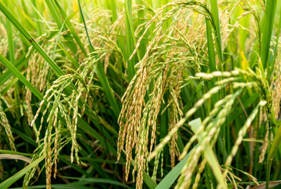 Đặng Xá khẳng định thương hiệu từ mô hình lúa an toàn