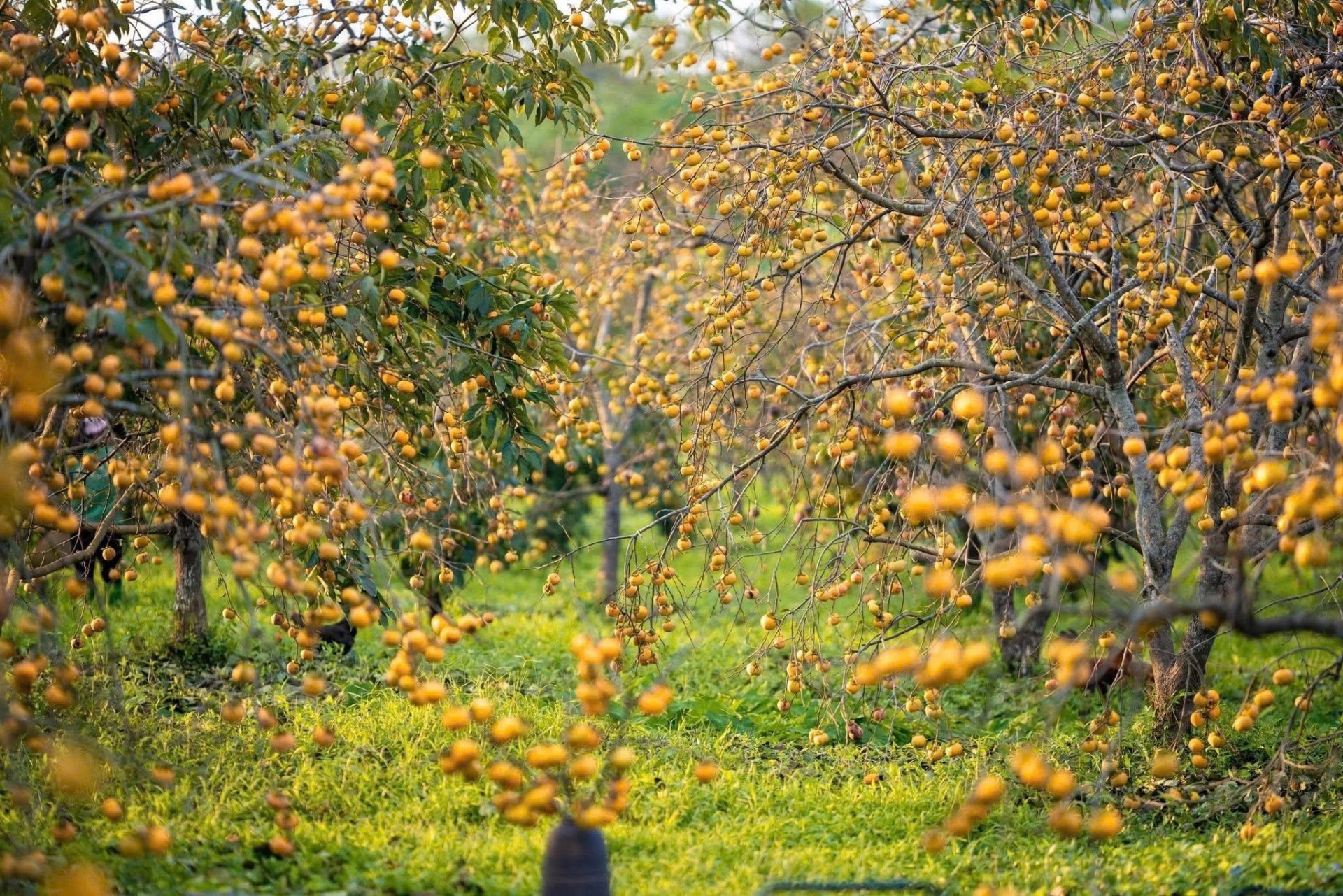 Mùa Thu Mộc Châu thì thầm câu chuyện giàu từ đất