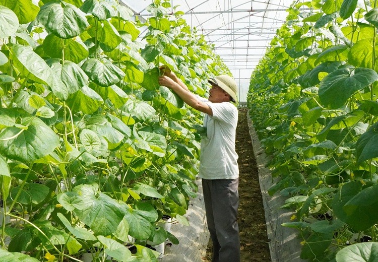 Từ “kẻ liều lĩnh