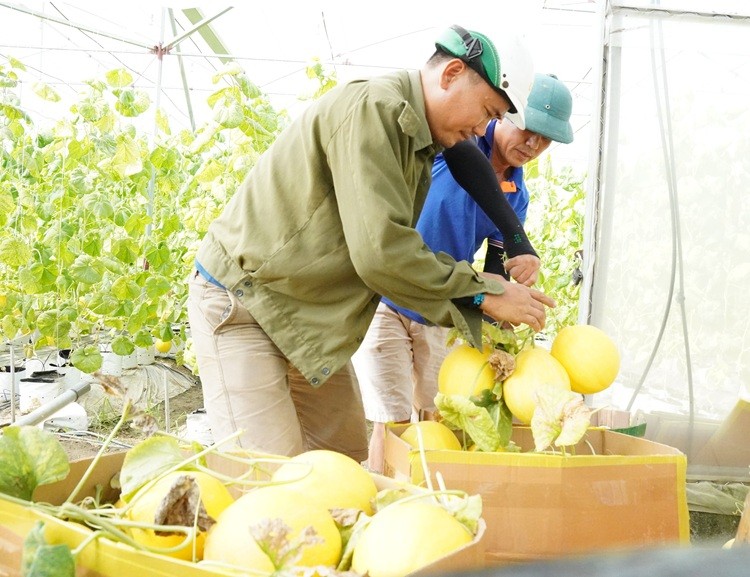 Từ “kẻ liều lĩnh