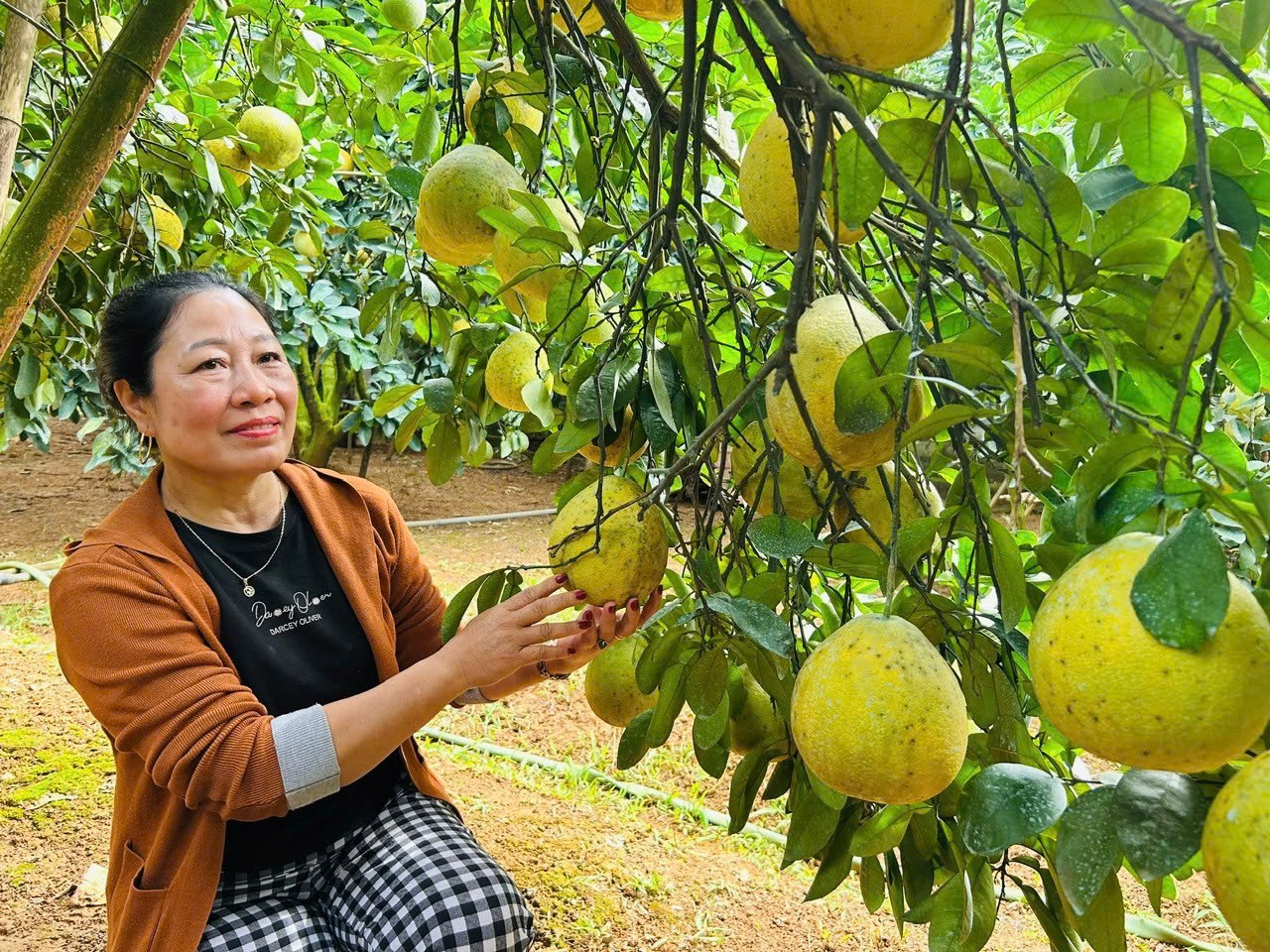 Lửa tâm huyết giữa mùa bưởi Tân Lạc Lửa tâm huyết giữa mùa bưởi Tân Lạc