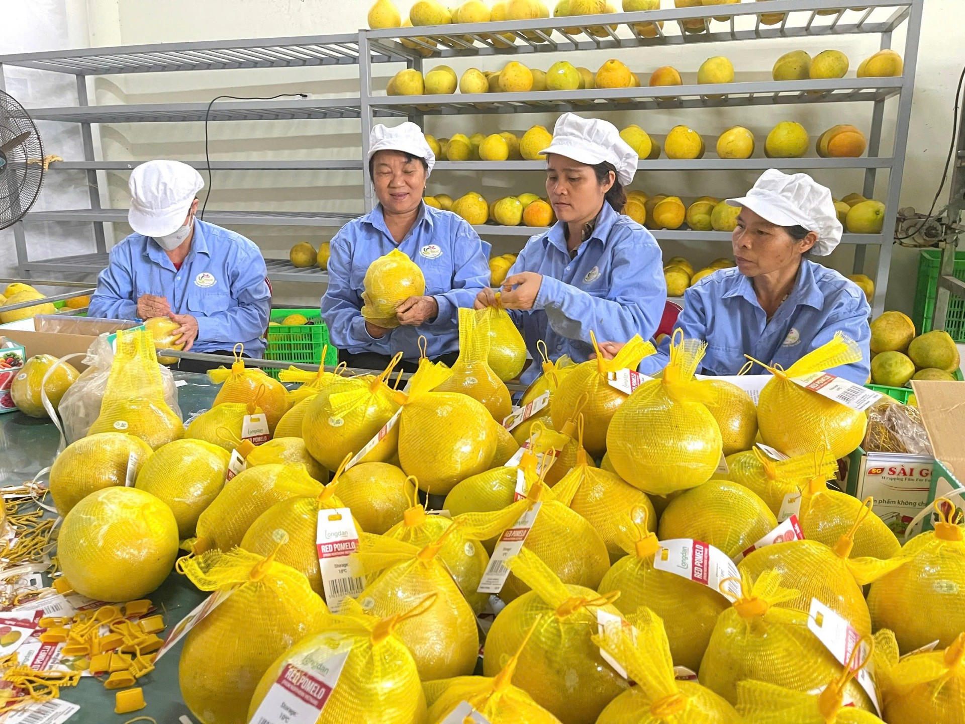 Lửa tâm huyết giữa mùa bưởi Tân Lạc Lửa tâm huyết giữa mùa bưởi Tân Lạc