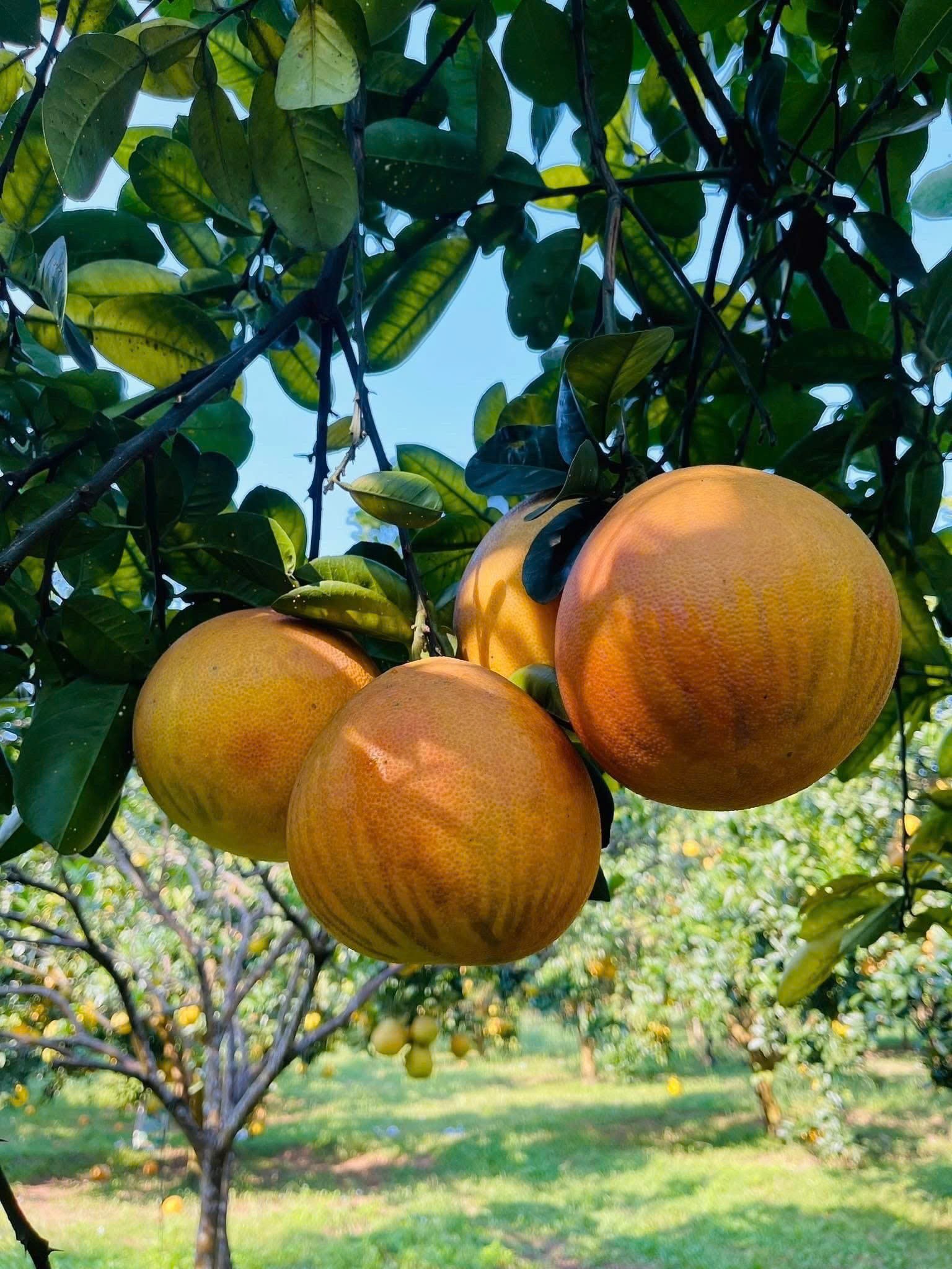 Lửa tâm huyết giữa mùa bưởi Tân Lạc Lửa tâm huyết giữa mùa bưởi Tân Lạc