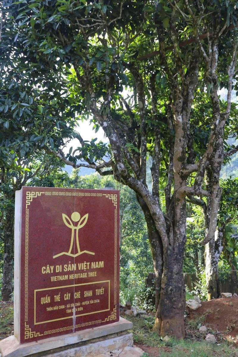 “Đánh thức” danh tính cây di sản giữa mây núi Tây Bắc