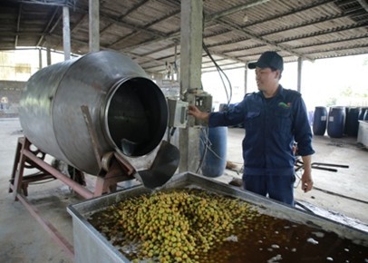 Đổi mới để vươn xa: Câu chuyện từ một HTX tiêu biểu ở Mộc Châu