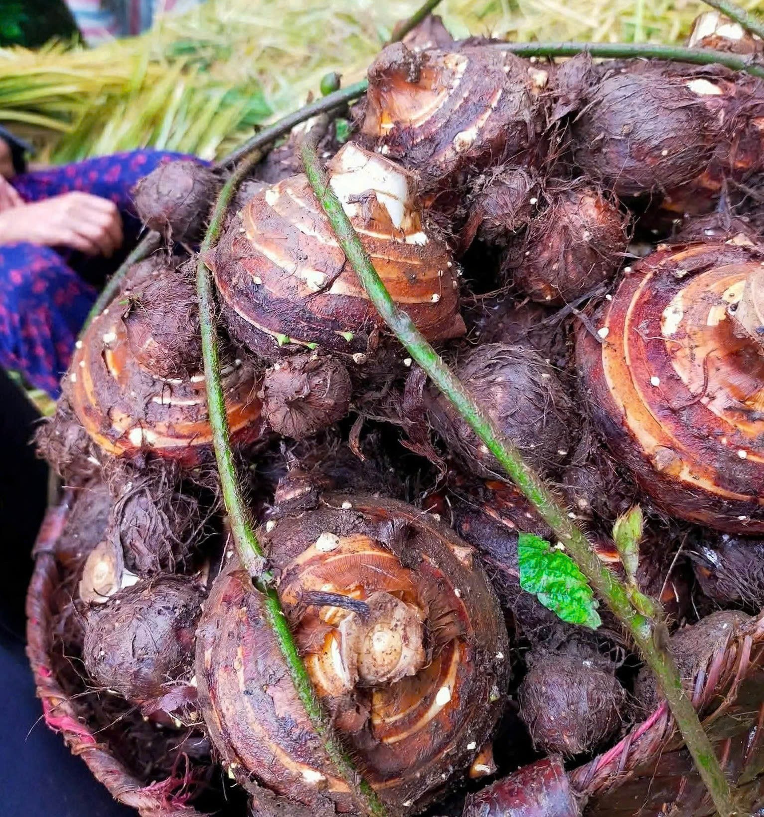 Khoai sọ Phúc Sạn: Hương vị từ đất lòng hồ