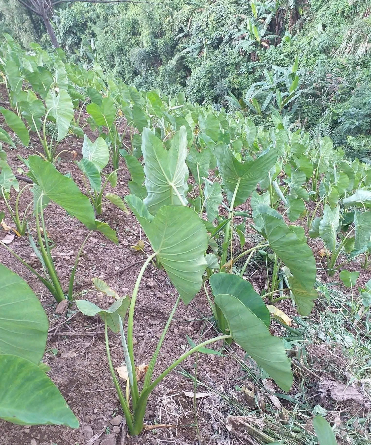 Khoai sọ Phúc Sạn: Hương vị từ đất lòng hồ