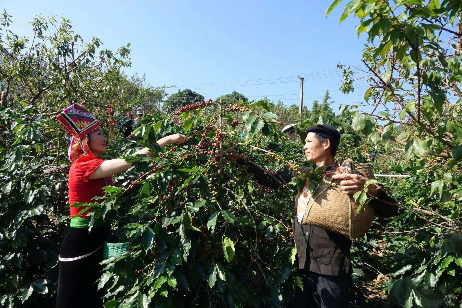 Chiềng An: Hái cà phê, gắn cộng đồng