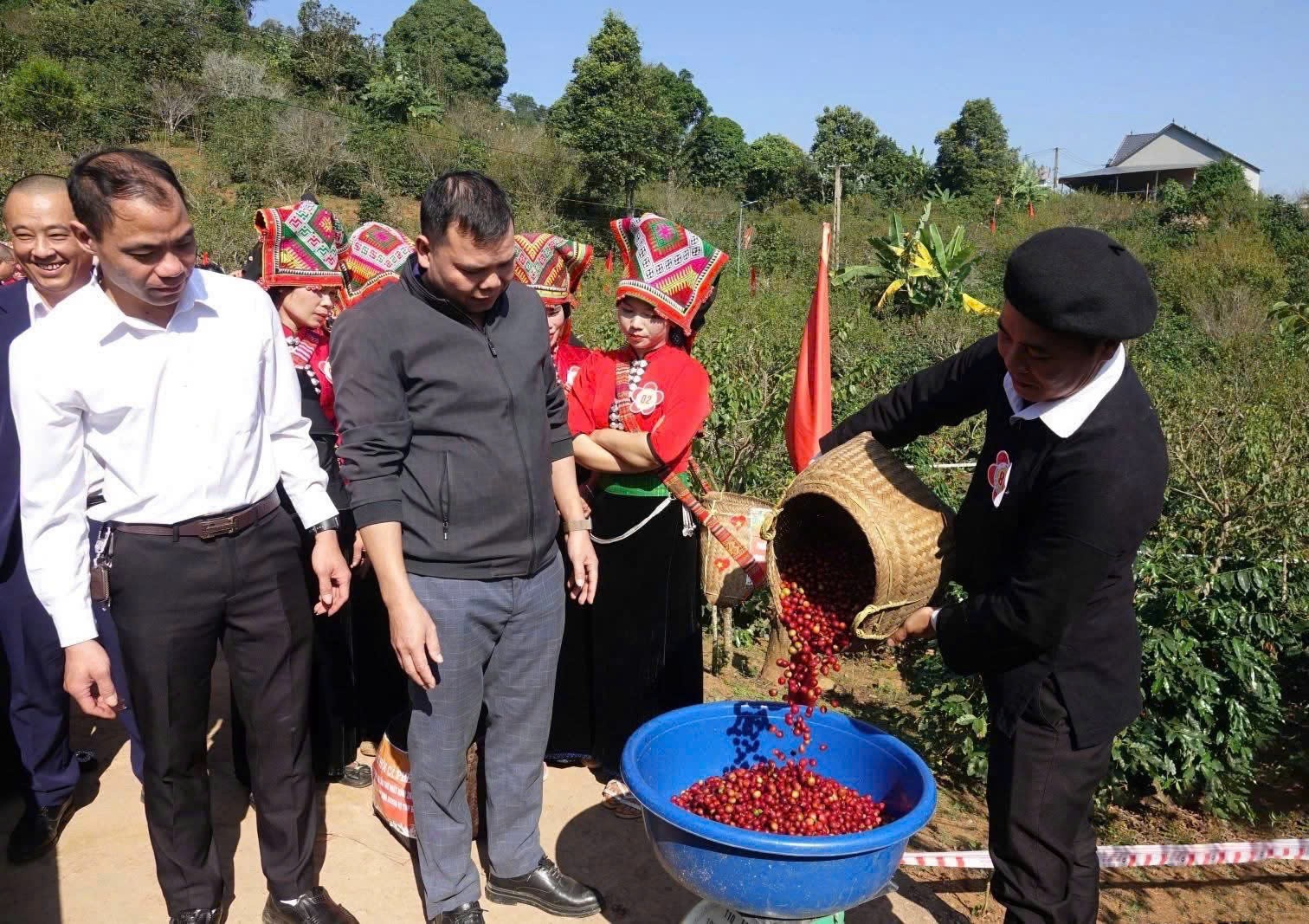 Chiềng An: Hái cà phê, gắn cộng đồng