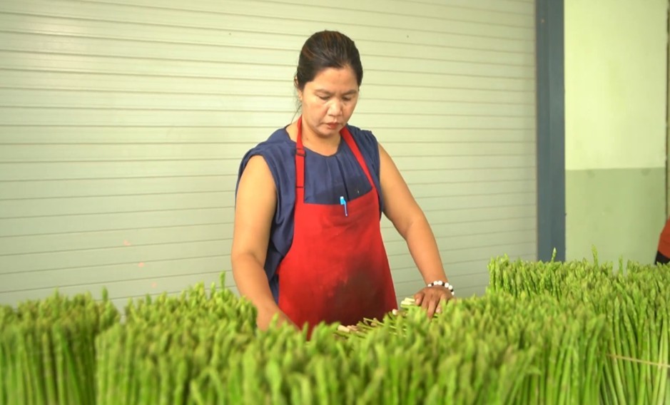 Măng tây Tuấn Tú từ Ninh Thuận chinh phục thị trường Hà Nội