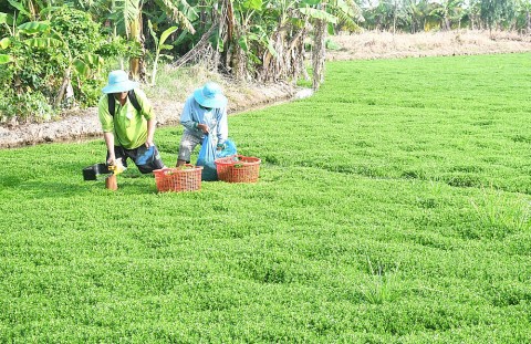 khoi sac tan xuan trong hanh trinh xay dung nong thon moi