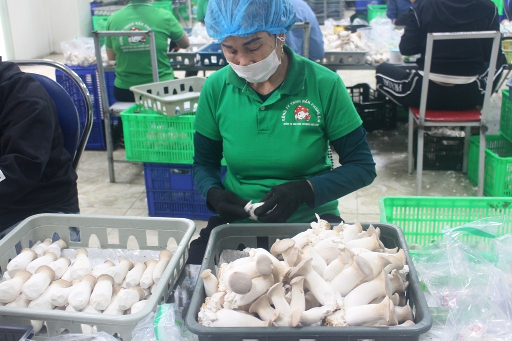 Sức bật cho sản phẩm OCOP trong giai đoạn mới