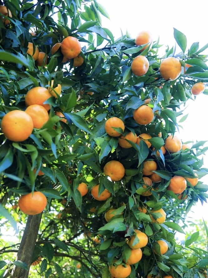 Săn mây trên “nóc nhà” xứ Mường Bi