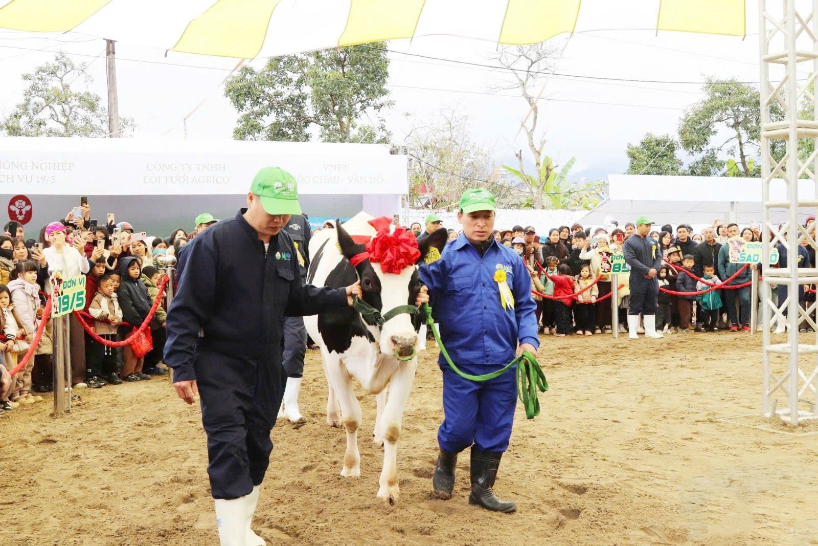 Hội thi Hoa hậu bò sữa Mộc Châu 2026: Khẳng định bước chuyển mình ngành sữa