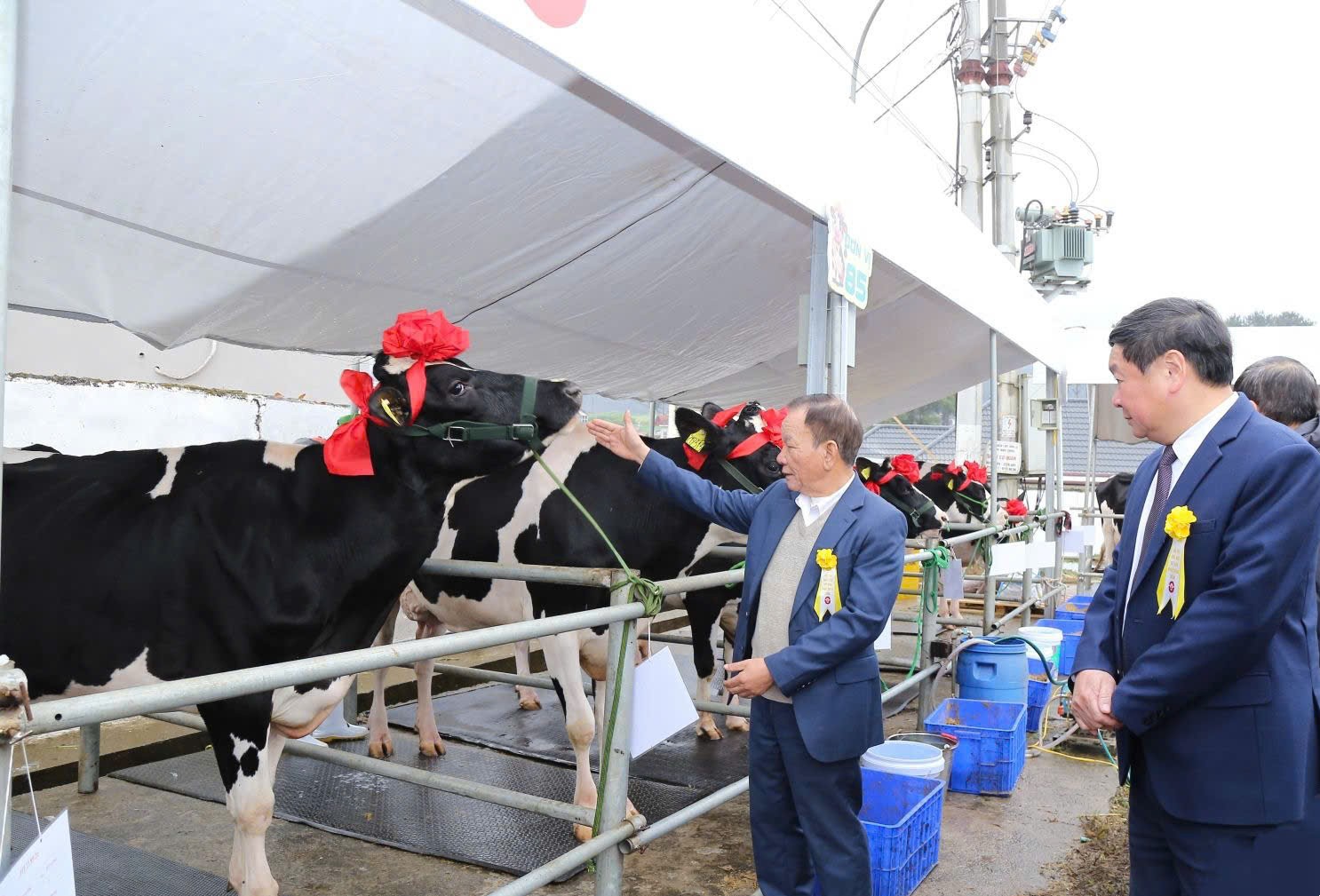 Hội thi Hoa hậu bò sữa Mộc Châu 2026: Khẳng định bước chuyển mình ngành sữa