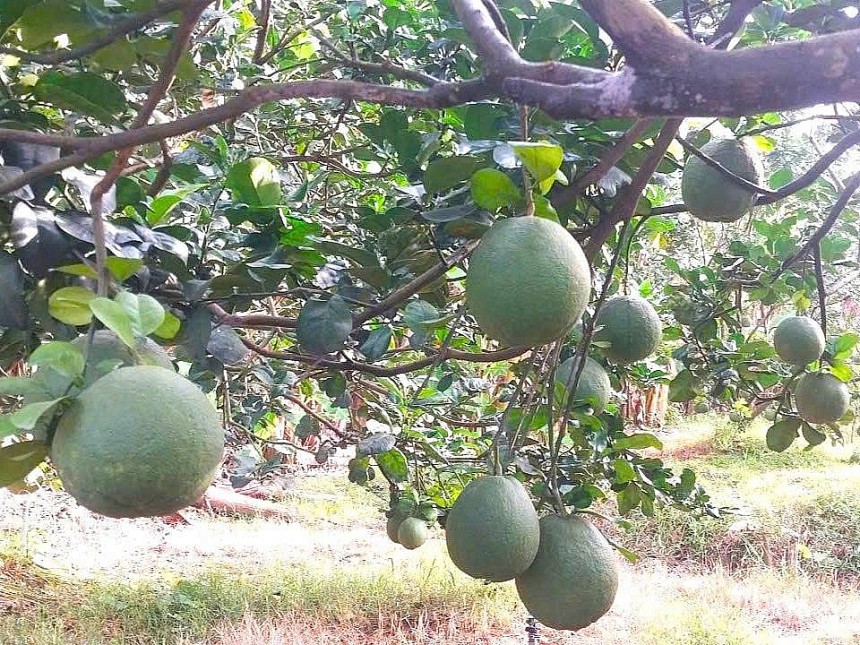 Ưu thế tuyệt vời từ thổ nhưỡng, lẫn khí hậu địa phương góp phần tạo nên những trái bưởi đường lá cam, bưởi da xanh mang hương vị ngọt thanh, thơm dịu