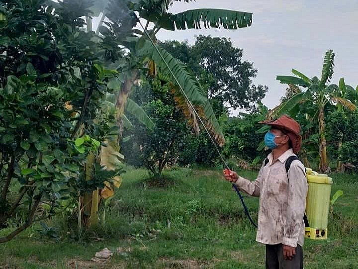 Qua bàn tay chăm sóc bởi những người nông dân lành nghề, trái bưởi Bắc Tân Uyên đạt độ ngọt thanh đặc trưng, hương thơm đậm đà nhờ quy trình VietGAP giảm tối đa hóa chất