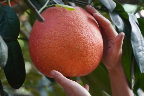 buoi do luan van chuan bi don xuan tu vung dat lam son