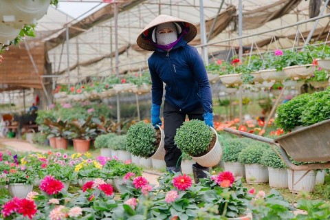 thu phu hoa xuan quan nhon nhip vao dip can tet