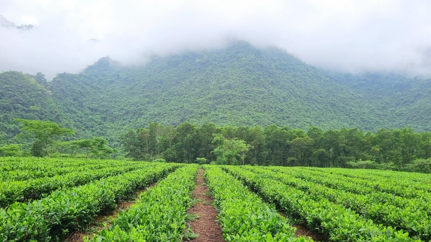 Chè búp xanh Yên Thủy: Kết tinh hương vị núi rừng Hòa Bình