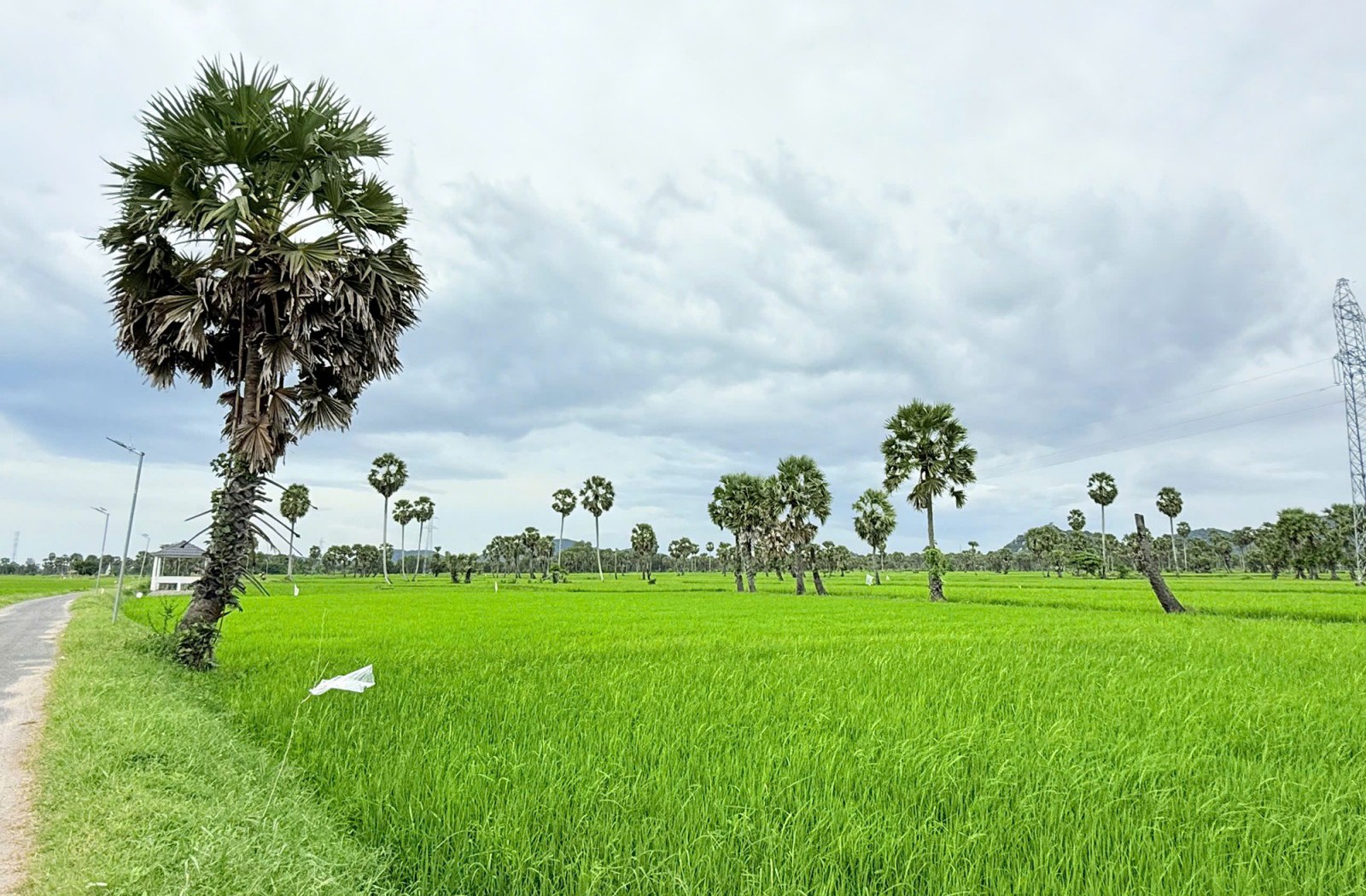 Đường thốt nốt Bảy Núi và hành trình nâng tầm đặc sản Khmer