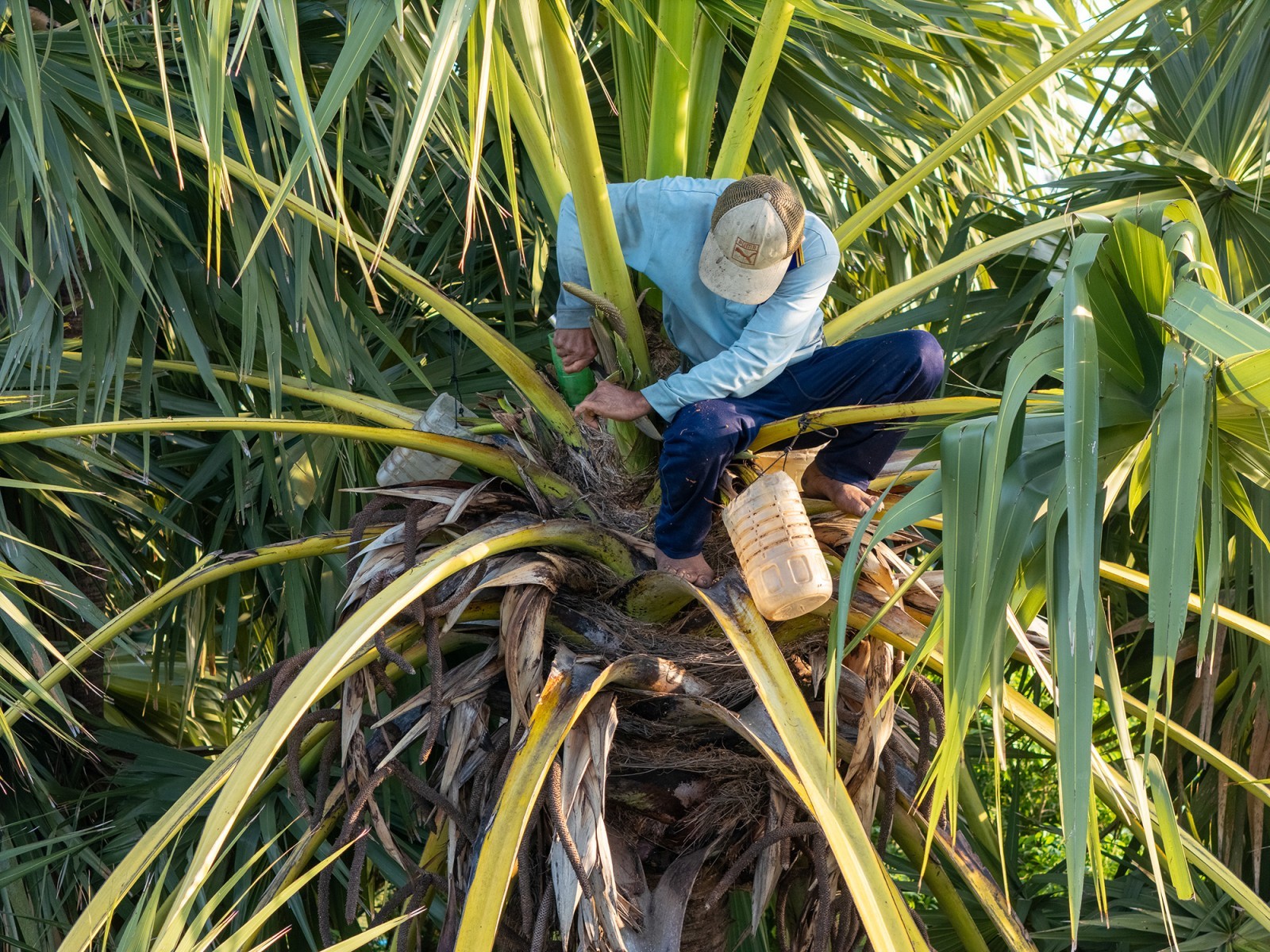 Đường thốt nốt Bảy Núi và hành trình nâng tầm đặc sản Khmer