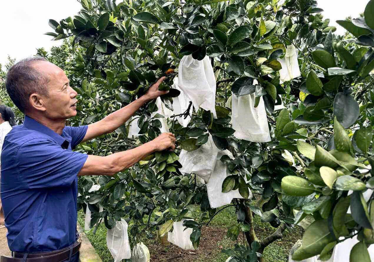 Nông dân dùng màng bọc bảo vệ cho bưởi để đảm bảo tiêu chuẩn xuất khẩu.