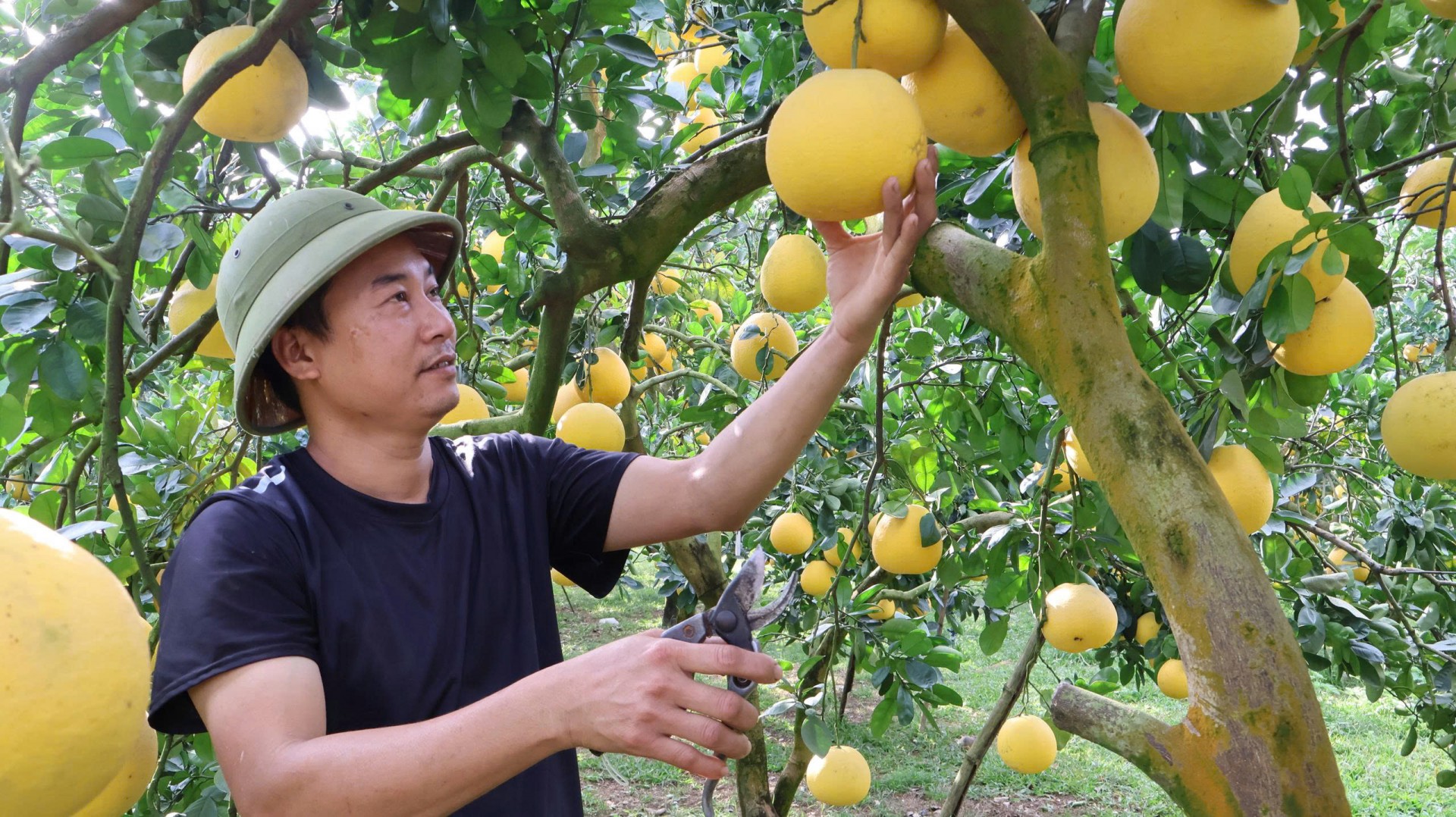 Cây bưởi diễn dần thay thế vườn tạp, trở thành cây trồng chủ lực ở Yên Trị.