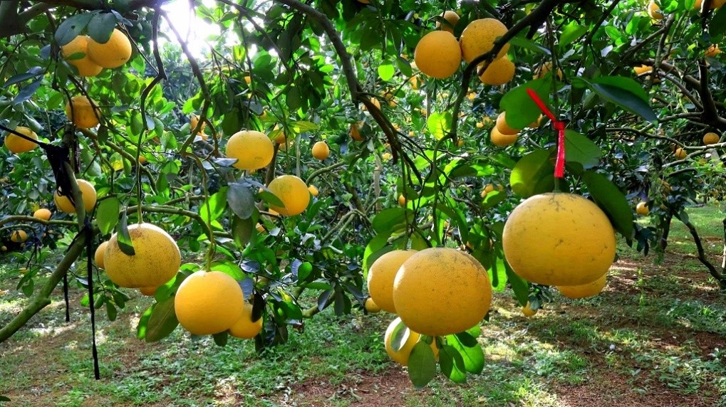 Những quả bưởi Diễn đẹp nhất khi đạt trọng lượng từ 700g - 1kg; quả chọn đặt mua riêng được chủ vườn đánh dấu bằng dây buộc màu đỏ.