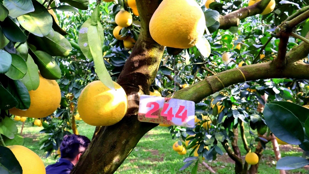 Toàn bộ các gốc bưởi trồng theo tiêu chuẩn quốc tế được đánh số thứ tự để tiện cho quá trình chăm sóc và theo dõi sâu bệnh.