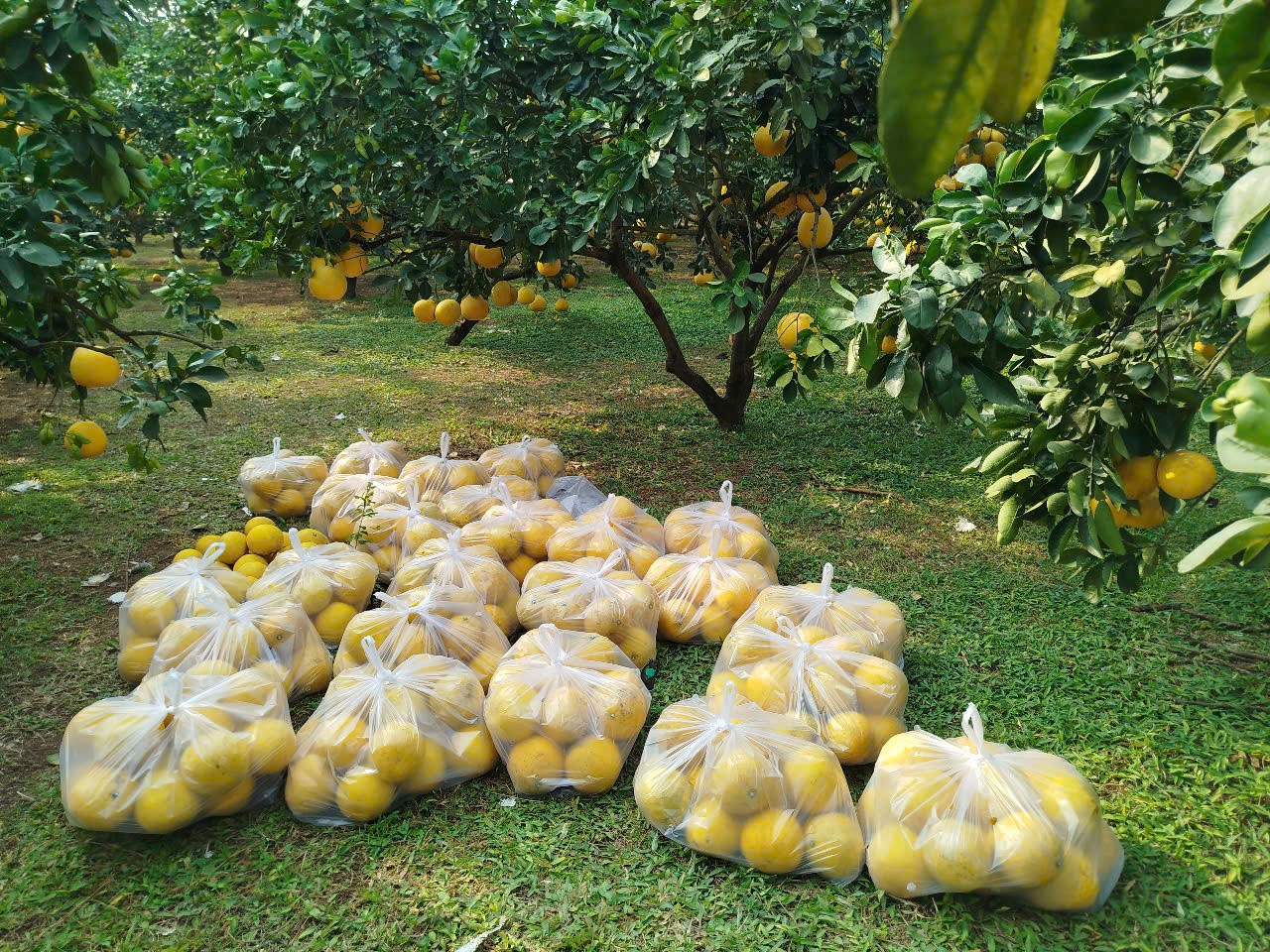 Bưởi diễn được tập kết để vận chuyển về kho và phân loại.