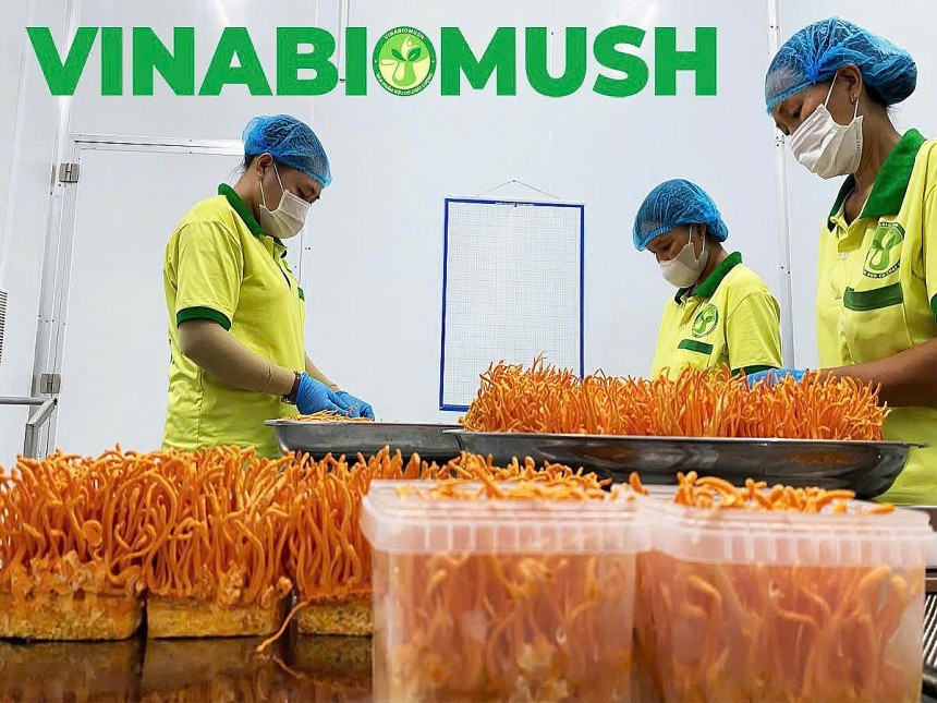 Anh Tài tâm niệm, làm nấm dược liệu không thể chạy theo số lượng, chỉ có quy trình công nghệ khép kín, tự động hóa mới giúp doanh nghiệp đứng vững, trở thành chìa khoá giải bài toán chất lượng