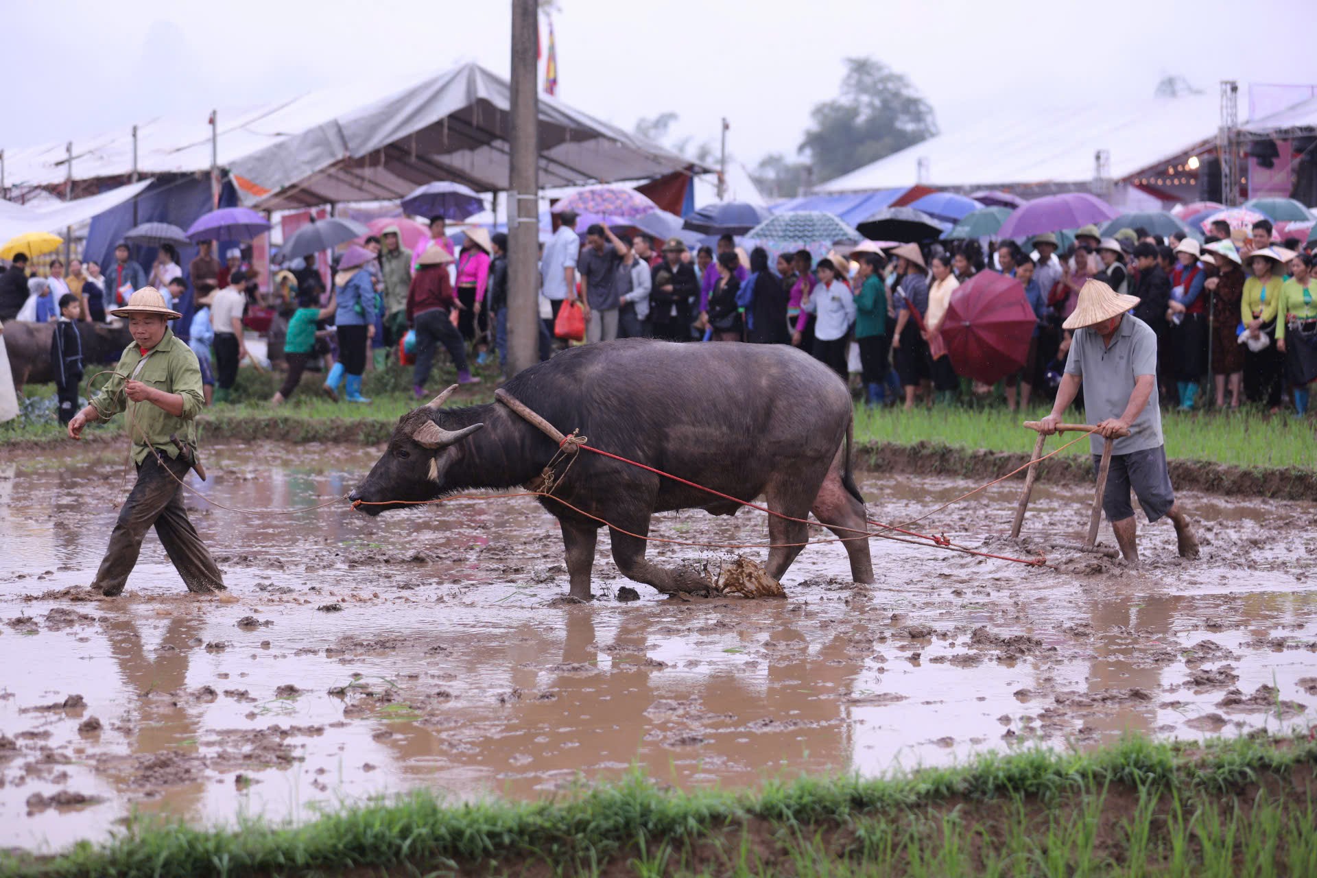 Nghi lễ đi bừa xuống đồng lấy khước may mắn của người dân Mường Vang.
