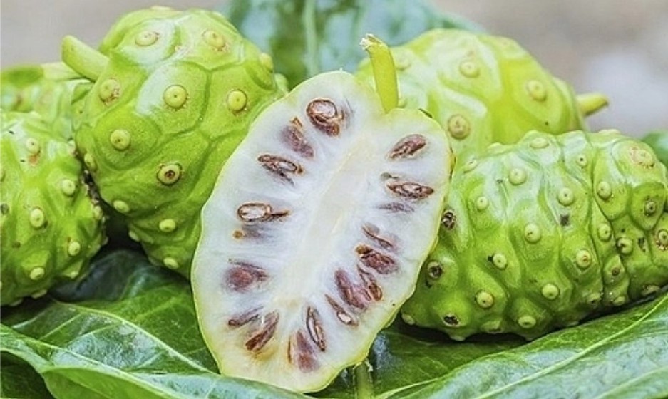 Trái nhàu mở hướng phát triển OCOP trên vùng đồng chiêm Bắc Ninh Trái nhàu mở hướng phát triển OCOP trên vùng đồng chiêm Bắc Ninh