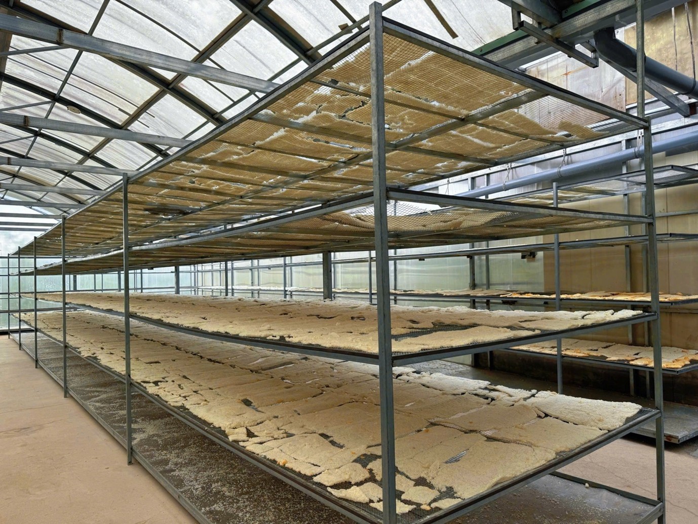 Những mẻ cơm sấy được phơi trong hệ thống nhà kính, tận dụng ánh nắng tự nhiên của vùng cao nguyên.