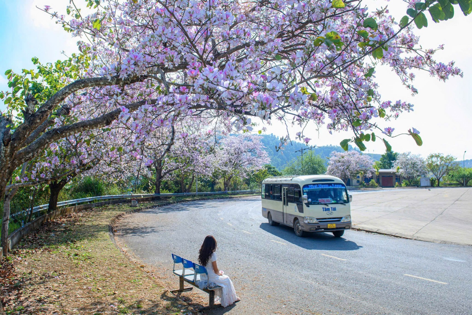 Hoa ban đã nở trắng trên các cung đường ở Điện Biên.