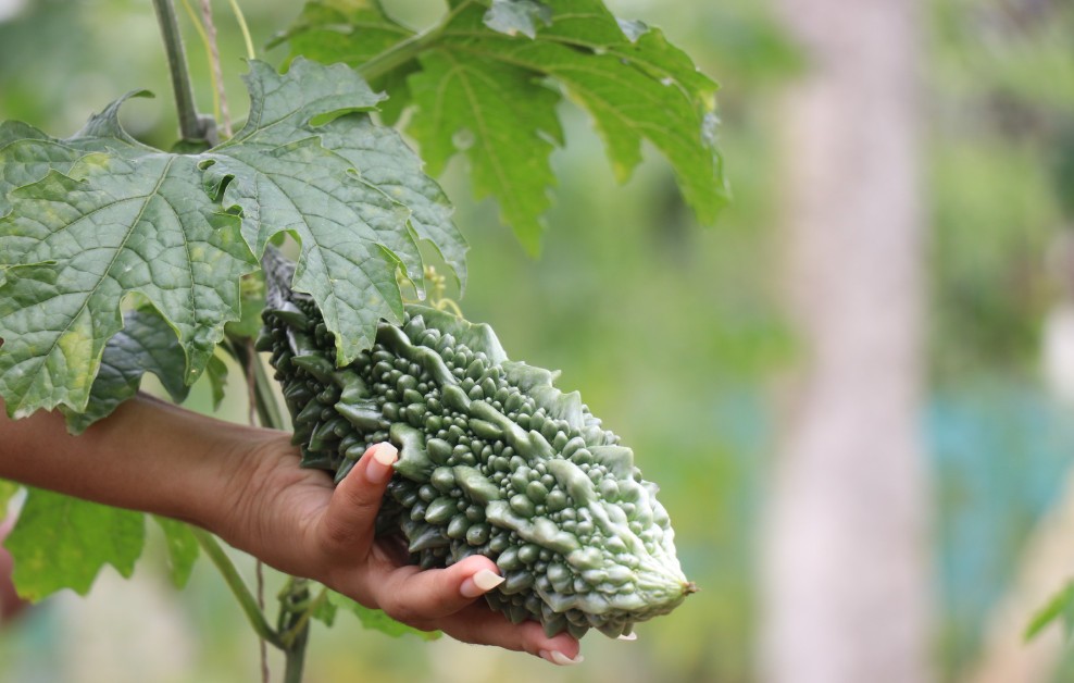 Rau Văn Đức: Hành trình nông nghiệp xanh giữa lòng Hà Nội