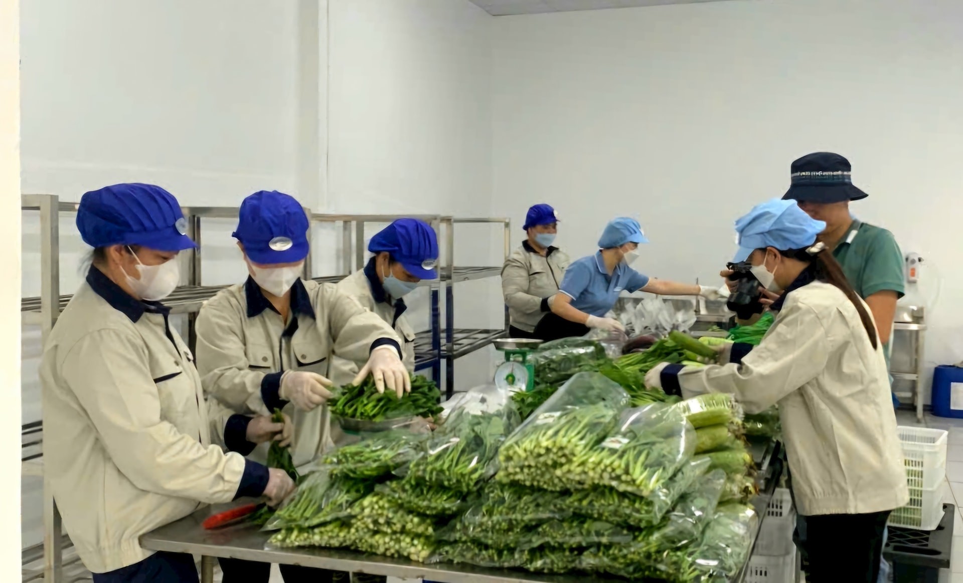 Rau Văn Đức: Hành trình nông nghiệp xanh giữa lòng Hà Nội