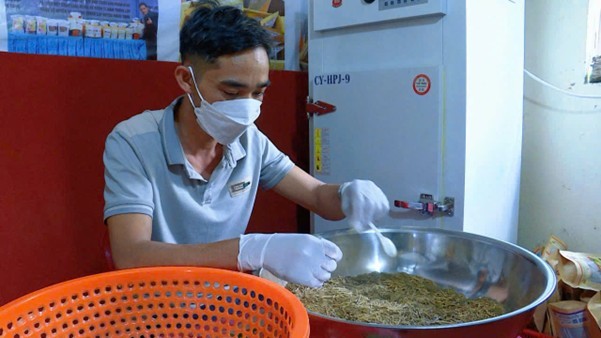 Tía tô quê nhà thành trà OCOP