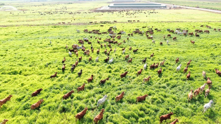 Phú Thọ và bài toán nông nghiệp tuần hoàn: 'Không thể làm theo phong trào'