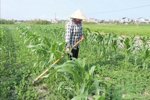 san xuat theo don hang chia khoa giup nong dan nghe an yen tam dau ra