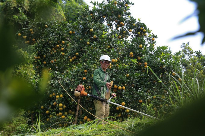 Phú Thọ và bài toán nông nghiệp tuần hoàn: 'Không thể làm theo phong trào'
