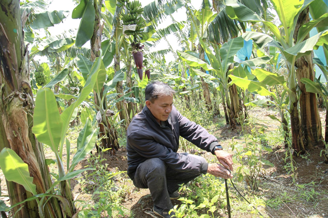 Mô hình trồng chuối Nam Mỹ ở “thủ phủ” du lịch: Mở hướng đi mới phát triển nông nghiệp Quảng Ngãi