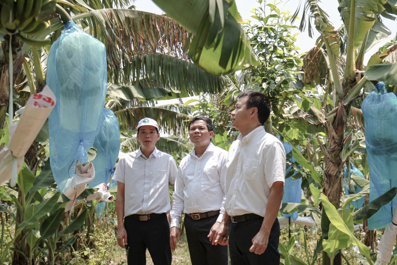 Mô hình trồng chuối Nam Mỹ ở “thủ phủ” du lịch: Mở hướng đi mới phát triển nông nghiệp Quảng Ngãi